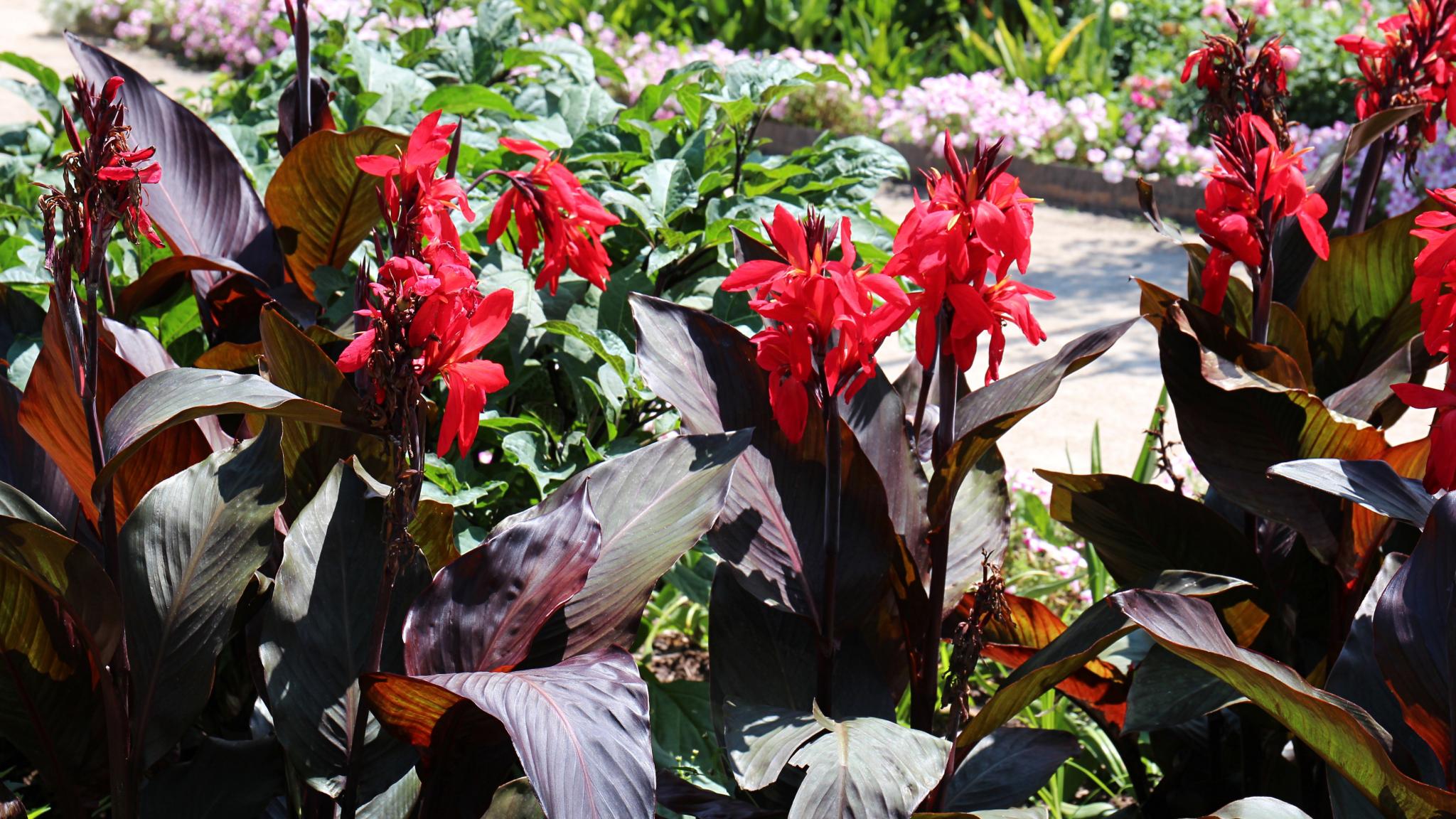 red canna flowers